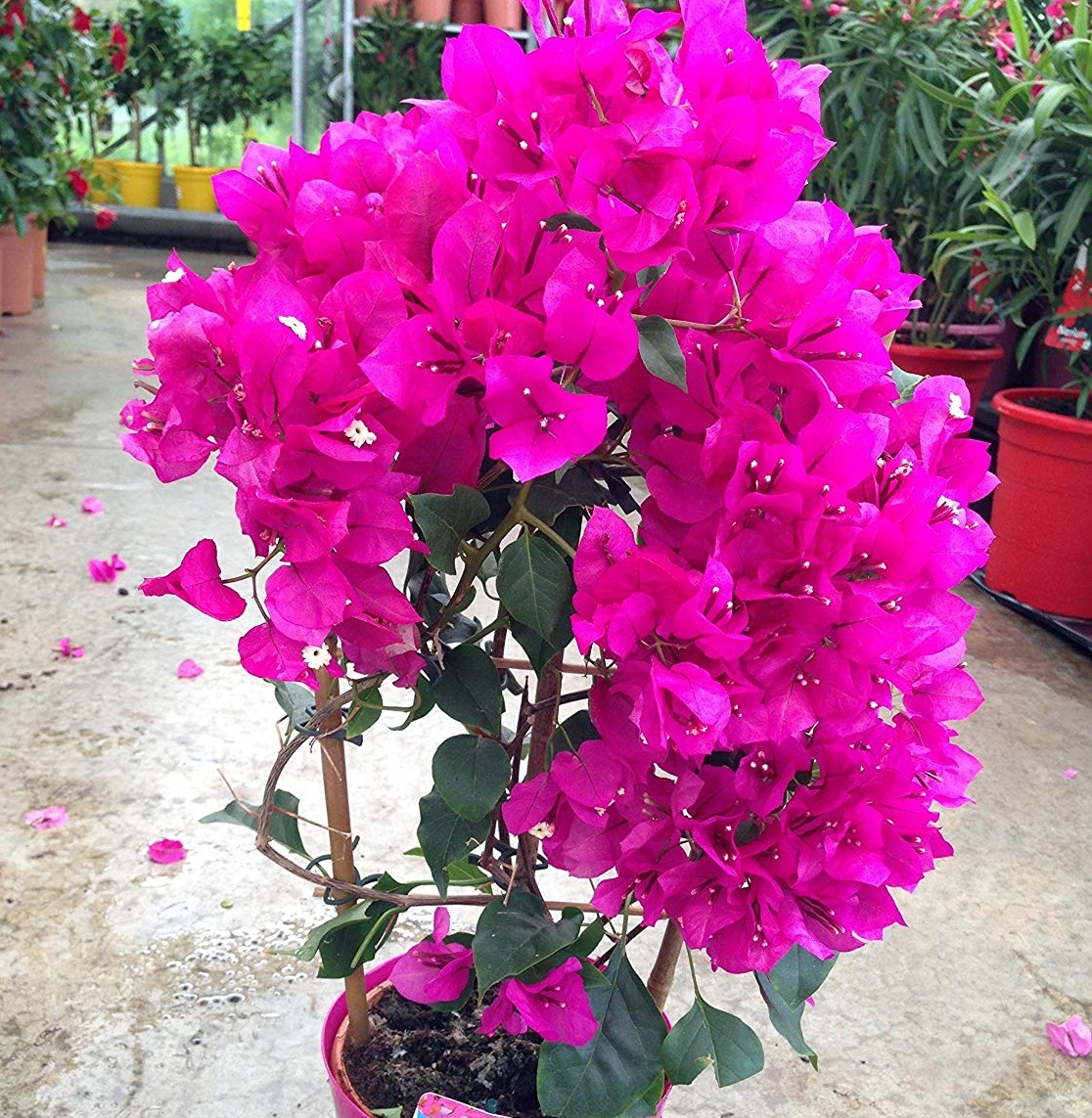 BOUGAINVILLIE PALISSADE rose